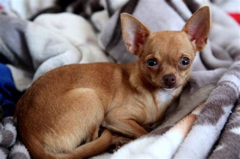 Tiny Dog Big Heart Facts About The Chihuahua