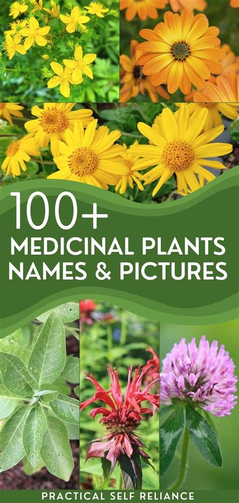 100 Medicinal Plants Names And Pictures Herbal Remedies Recipes Here