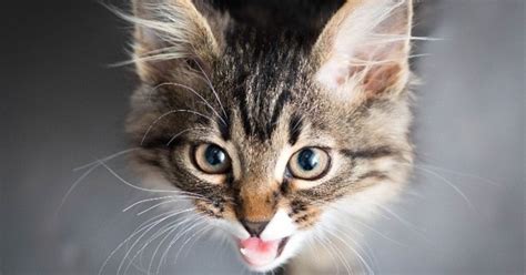 Chaton Qui Vient De Naitre Miaule - Votre chat miaule ? Une comportementaliste vous conseille