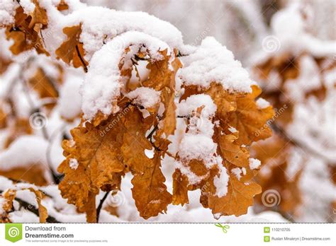 Autumn Leaves Covered With Snow Stock Image Image Of