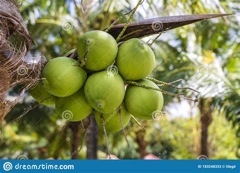 Cocoteros Verdes Sobre Palmeras En Una Playa Tropical En La Isla De Phu