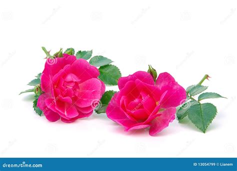 Rose Isolated Stock Image Image Of Blossom Floral Beauty 13054799