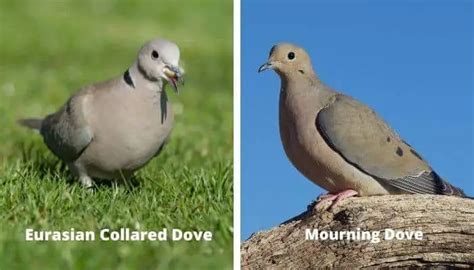 Eurasian Collared Dove Vs Mourning Dove Pigeonpedia
