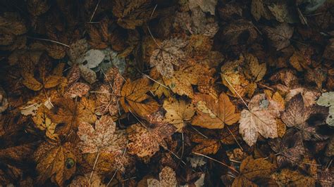 Download Wallpaper 3840x2160 Foliage Leaves Fallen Dry
