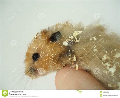 Syrian Hamster Stock Image Image Of Fauna Nimble Muroidea 85393039