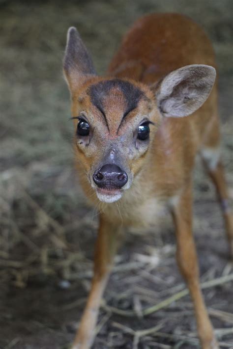 Muntjac Deer Pet Alberta Pet Spares