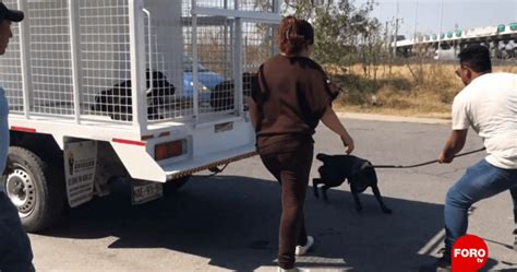 Capturan A Cinco Perros De Jauría Que Atacó A Mujer En Tecámac N