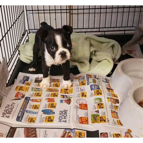 Boston terrier hives many things can cause boston terrier hives. One male Boston Terrier puppy in Waynesboro, Virginia - Puppies for Sale Near Me
