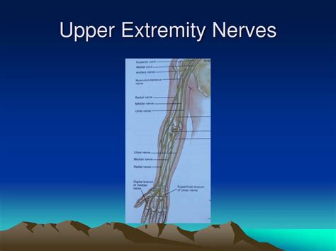 Ppt Compressive Neuropathy Of The Upper Extremity Powerpoint