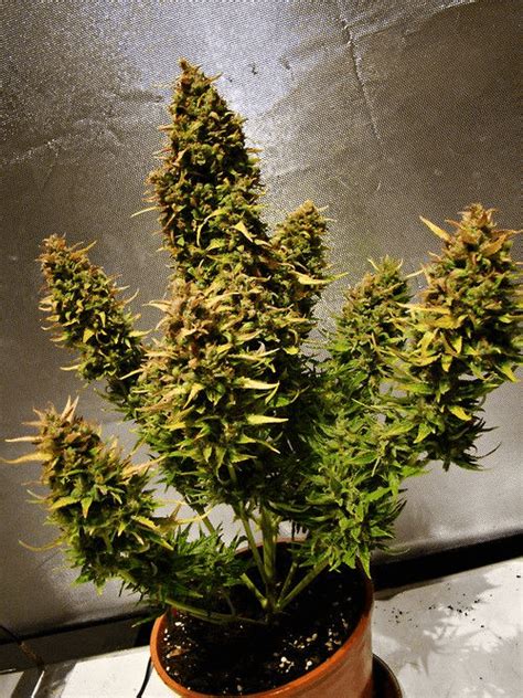 When To Harvest Autoflowers Growing Guide