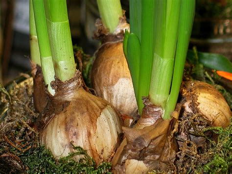 Your Fall Planted Bulb Questions Answered Espoma
