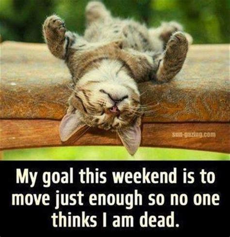 Pin By Lovezoe91 On Felines Are Fabulous Funny Weekend Quotes Lazy