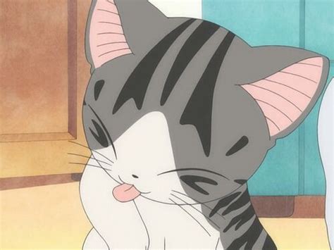 Los Mejores Gatos Del Anime Anime Amino