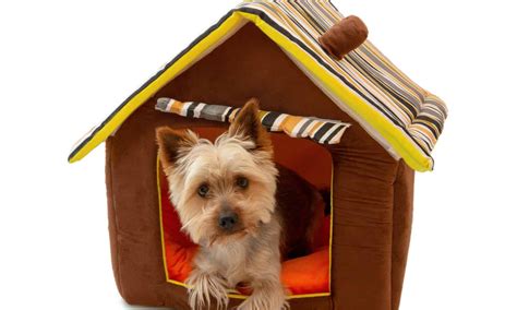 Best Large Indoor Dog House Reviewed And Ranked A Z Animals