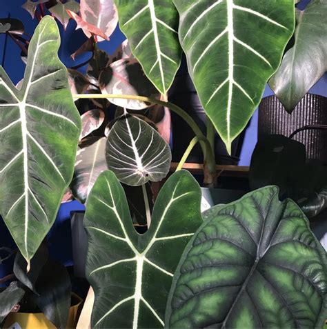 Lots of alocasia plants to choose from. plant care: alocasia - Greenplantmom