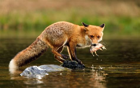 25 Amazing Facts About Foxes