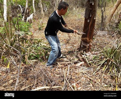 Side View Of Man Cutting Trees In Forest Stock Photo Alamy