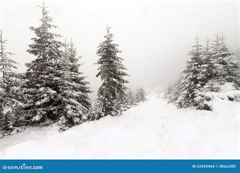 Spruce Tree Foggy Forest Covered By Snow In Winter Landscape Stock
