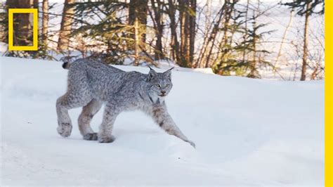 Snow Dna Reveals New Way To Track Animals In Winter