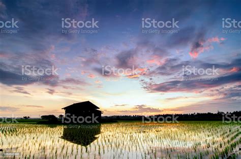 Beautiful Scenery Lonely Abandon House In The Middle Of A Paddy Field