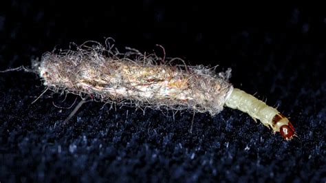 How To Get Rid Of Bed Worms Quickly And Naturally 2022