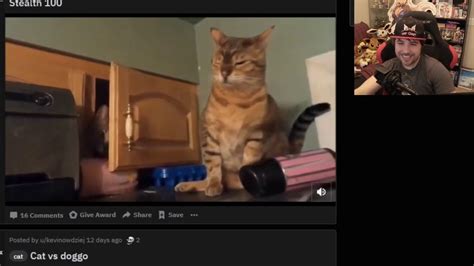 Asshole Cat Youtube