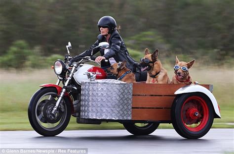In For A Ruff Ride Trio Of Dogs Hit The Open Road In A Sidecar