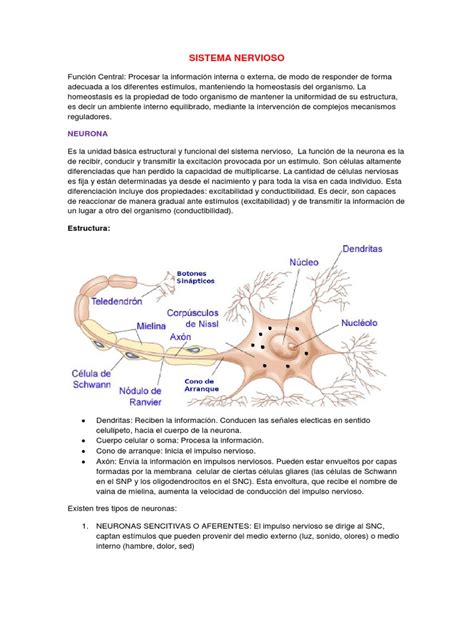 Resumen Neurobiologia Sinapsis Materia Gris