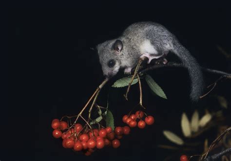 These 17 Photos Show Nocturnal Animals In Action