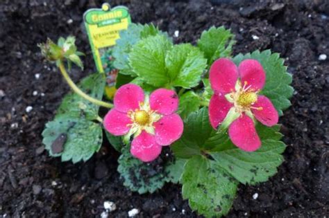 Send cheap flowers by post with next day flower delivery. Fruit Gardening | Pink-Flowered Strawberries for Your ...