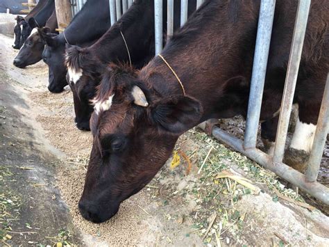 You don't require any verification to transact. Bitcoin Forks and Livestock Law? Tax Day 2018 Is a Different Animal - CoinDesk