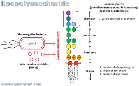 Lipopolysaccharide Définition Et Explications