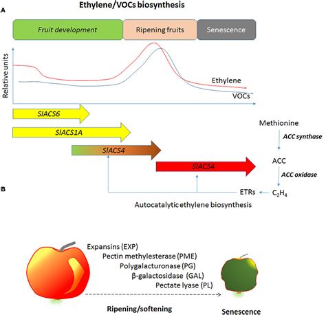 Frontiers Ethylene Role In Plant Growth Development And Senescence