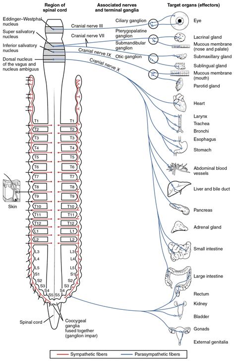 divisions of the autonomic nervous system anatomy and physiology i