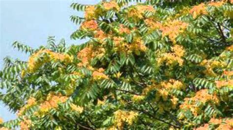 Tree-of-Heaven for sale - YouTube