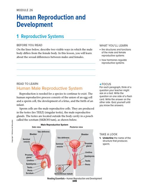 Bio Reproductive System Pdf Menstrual Cycle Luteinizing Hormone