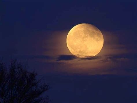 White Wolf Full Wolf Moon New Years Supermoon Is The Biggest Of The