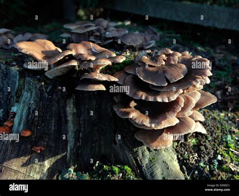 Wild Fungi Growing On A Tree Stump In Corduff Churchyard Stock Photo