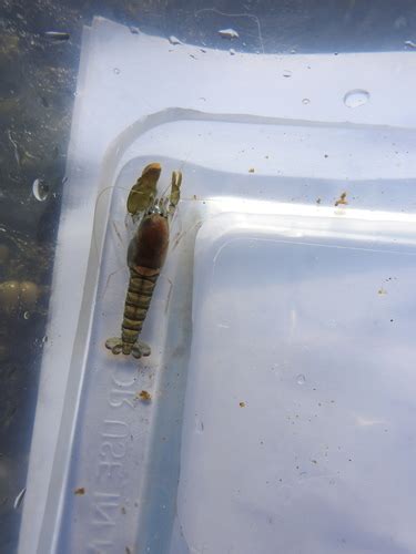 Nymph Snapping Shrimp Alpheus Euphrosyne INaturalist