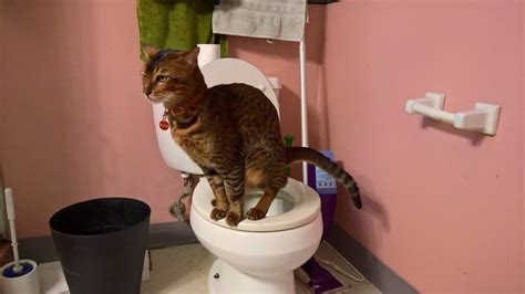 i tried training my cat to use a toilet in 30 days vn
