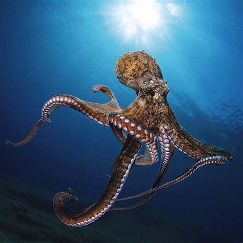 Natures Photo On Instagram Ocean Creatures Ocean Animals