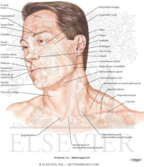 Head And Neck Surface Anatomy