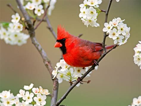 Wild Life Beautful Cardinal Wallpaper Wild Birds