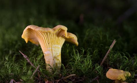 Where Do You Find Chanterelle Mushrooms — Forest Wildlife