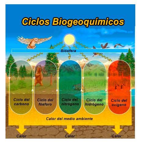 Importancia De Los Ciclos Biogeoquimicos Ensayo Ciclos Biogeoquimicos The Best Porn Website