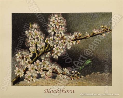 Blackthorn 1874 Book Beauty In Common Things By Mrs Whymper Etsy