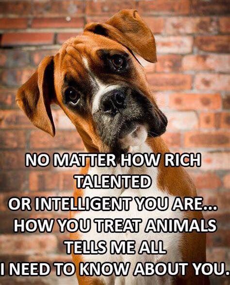 One of his advisors (deniro) contacts a top hollywood producer (hoffman) in order to manufacture a war in albania that the president can. So so true | Boxer dog quotes, Boxer dogs funny