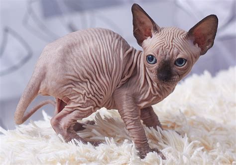 Gato Sphynx Informações Da Raça E Características