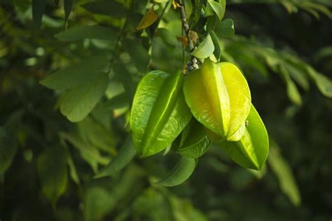 Star Fruit Growing Tips Hints Techniques Secrets Gardening Tips