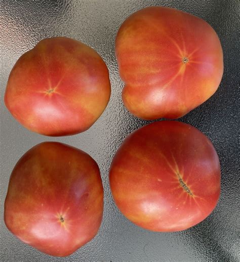 Mr Stripey Tomato Non Gmo Heirloom 20 Seeds Ebay